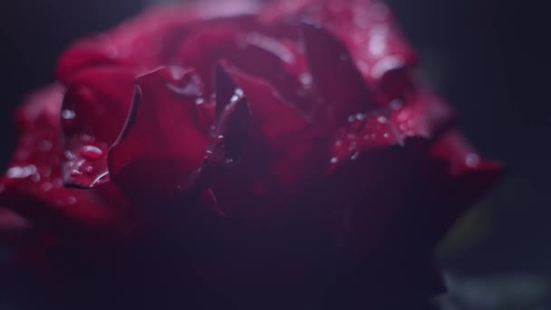 Rose Rouge Macro Prise Sur Noir Avec Des Gouttes Eau — Video