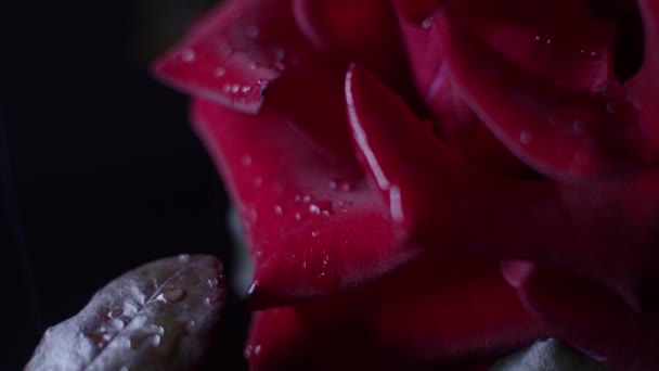 红玫瑰在黑色上绽放 水滴落在花瓣上 — 图库视频影像