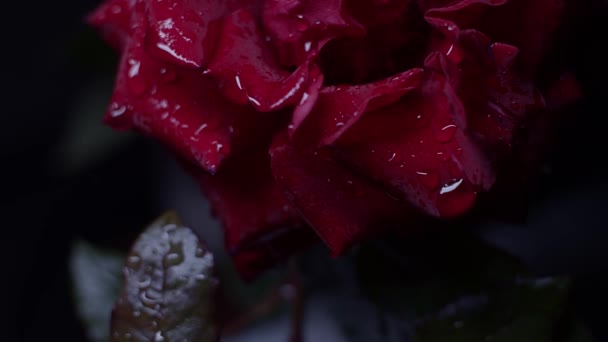 水の落下 スライダーの動きと黒の部分の赤いバラのマクロショット — ストック動画