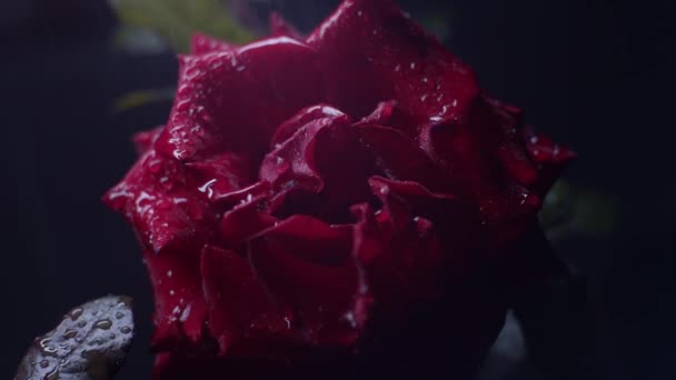 Красная Роза Макро Выстрел Черный Капли Дождя Падают — стоковое видео