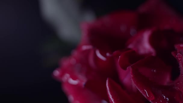 Macro Rosso Rosa Girato Nero Con Gocce Acqua Movimento Cursore — Video Stock