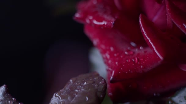 Red Rose Macro Shot Black Water Drops Slider Motion — Stock Video