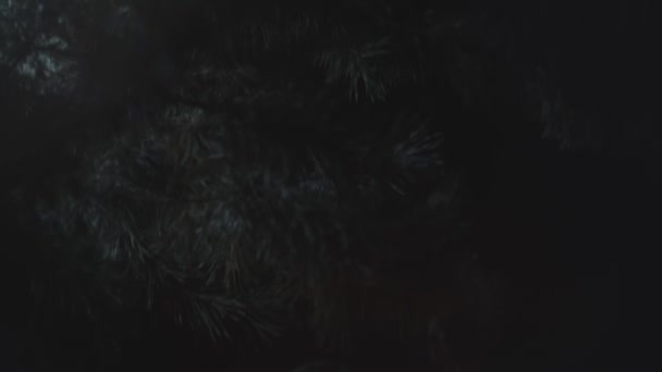 Karanlık Ormanda Kırmızı Başlıklı Fenerli Ağır Çekimde Dikey Kaydırma — Stok video