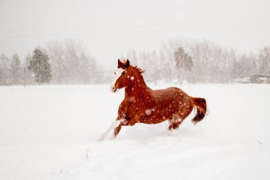 Güzel kestane at karlı alanında running free