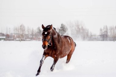 Kar fırtınasında çalışan güzel kahverengi at