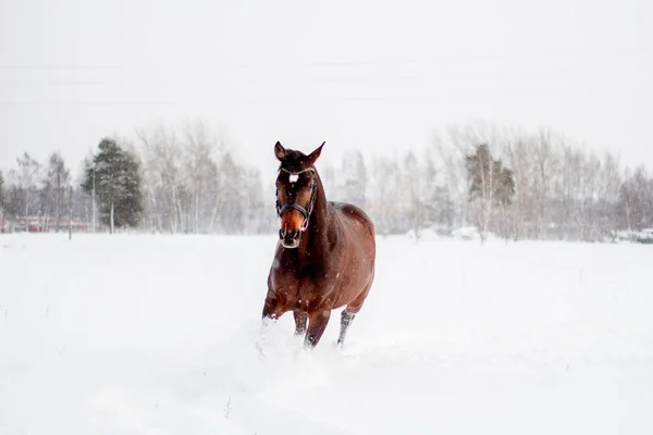 雪吹雪の中で実行されている美しい茶色の馬 — ストック写真