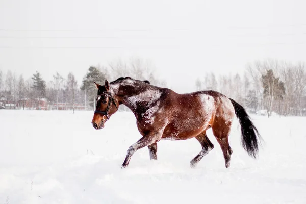 Kar Fırtınasında Çalışan Güzel Kahverengi — Stok fotoğraf
