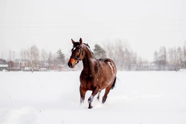 Beautiful brown horse running in the snow blizzard