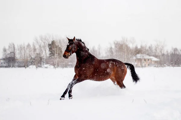 Krásný Hnědý Kůň Běží Sněhové Vánici — Stock fotografie