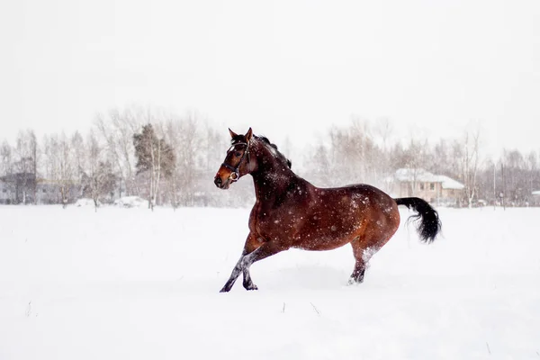 Beautiful brown horse running in the snow blizzard