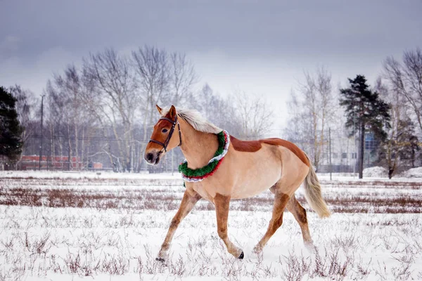 Cute Palomino Pony Trotting Snow Field — Stock Photo, Image