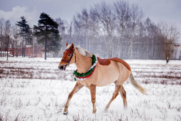 Mignon Poney Palomino Trotter Dans Champ Neige — Photo