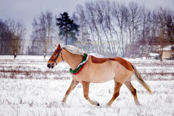 Roztomilý Palomino Pony Klusu Poli Sníh — Stock fotografie