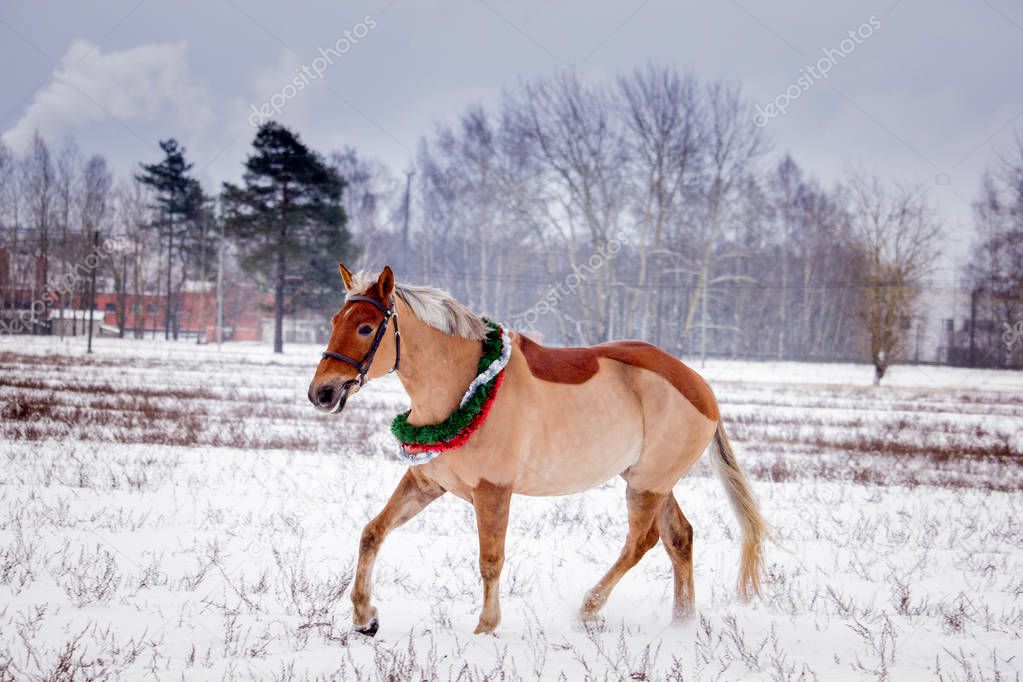 Cute palomino pony trotting in the snow field