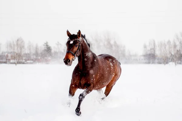 Beau Cheval Brun Courant Dans Blizzard Des Neiges — Photo