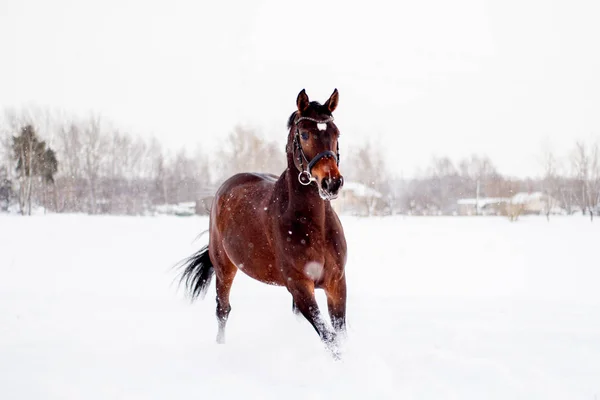 Beau Cheval Brun Courant Dans Blizzard Des Neiges — Photo