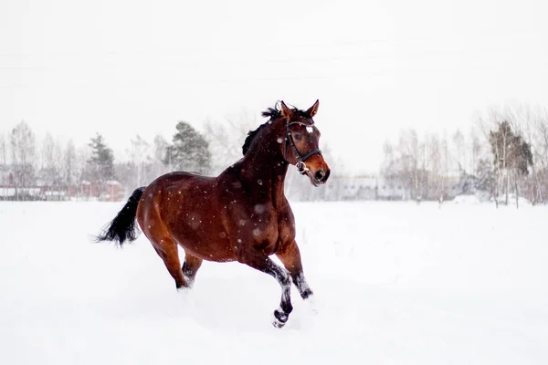 Beautiful Brown Horse Running Snow Blizzard — Stock Photo, Image