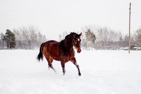 Beautiful Brown Horse Running Snow Blizzard — Stock Photo, Image