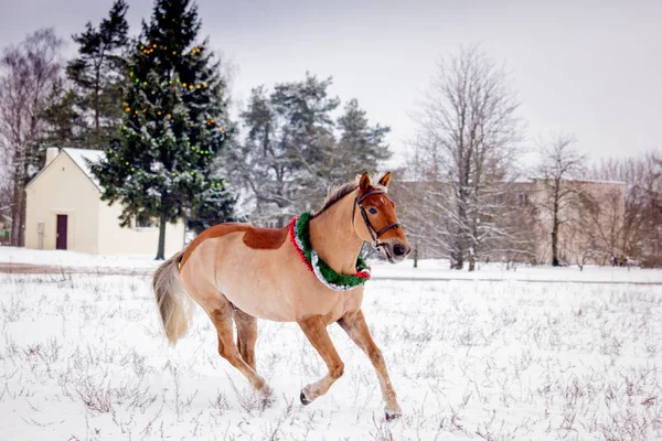 Cavalo Fiorde Palomino Galopando Campo Neve — Fotografia de Stock