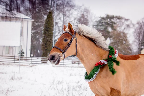 Bonito Retrato Cavalo Palomino Cenário Inverno — Fotografia de Stock