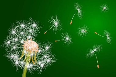 Karahindiba, bitki. Yeşil arka planda beyaz karahindiba.