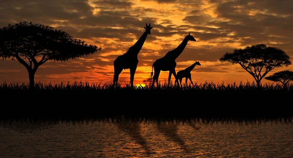 Girafes au bord de la rivière — Photo