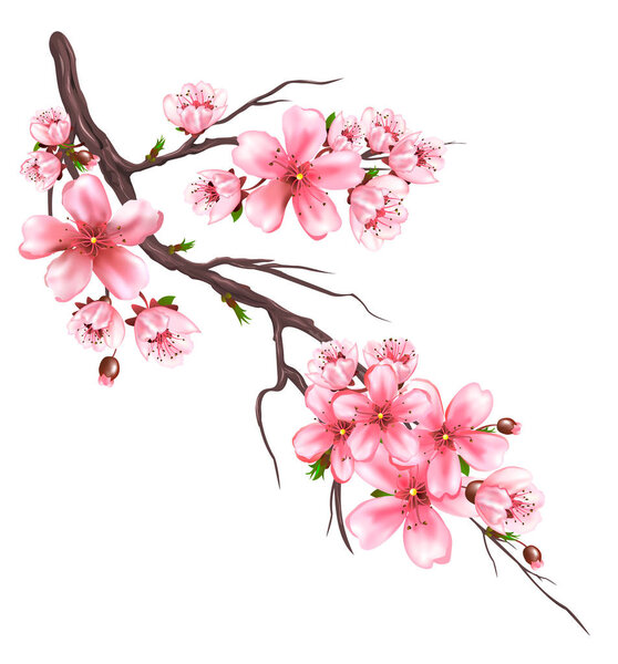 Flowering branch of an sakura tree on a white background. Pink flowers on a tree branch.