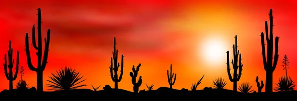 Mexican desert sunset cacti — Stock Vector