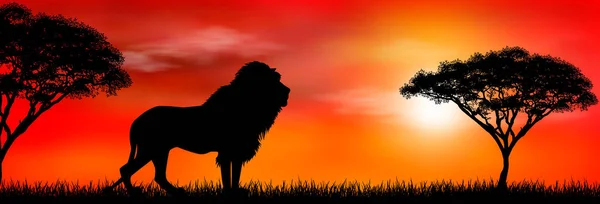 Leão africano no fundo por do sol — Vetor de Stock