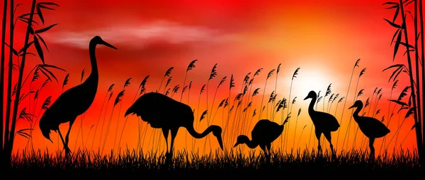 Oiseaux grues sur fond de coucher de soleil — Image vectorielle