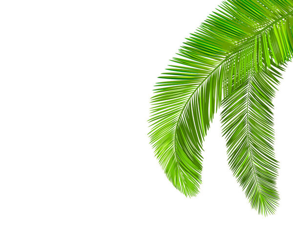 Palm branches with leaves on a white background.