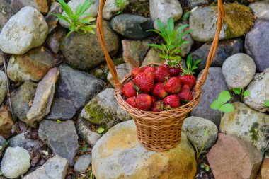 Taş duvara bir hasır sepet içinde taze çilek.