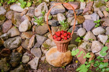 Taş duvara bir hasır sepet içinde taze çilek.