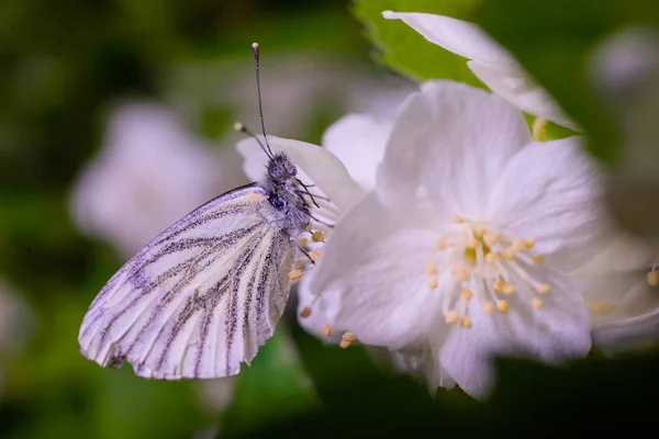 Среди Цветов Жасмина Спрятаны Маленькие Бабочки Апория Кратаеги — стоковое фото
