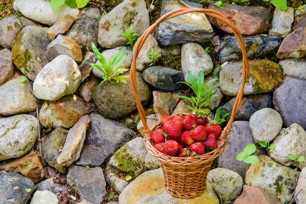 Fragole Fresche Cesto Vimini Contro Muro Pietre — Foto Stock