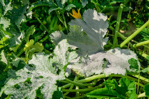 Zucchini Leaves Affected Powdery Mildew Result Infection Improper Care Plant — Stock Photo, Image