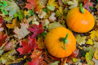 Largly. İki Olgun kabaklar büyük ağaçları sararmış yapraklar ile arka plan üzerinde.