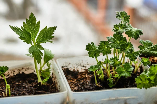 Flower seedlings on the balcony, the first days of spring, even with snow.