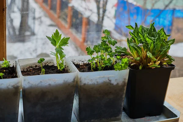 Flower seedlings on the balcony, the first days of spring, even with snow. Stock Photo