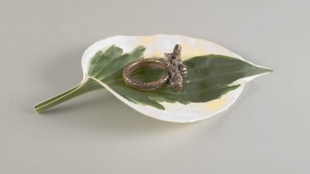 Χάλκινο Δαχτυλίδι Βρίσκεται Στο Φύλλο Του Λουλουδιού Ξενιστή Φυτό Αρχικό — Αρχείο Βίντεο