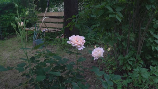 Дві троянди і стара дерев'яна лавка в сільському саду — стокове відео