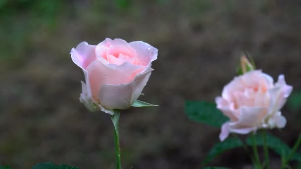 Zahradní sprej růžových růží zblízka. — Stock video