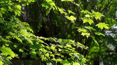 Küçük bir esinti ağacın dallarını sallıyor ve parlak yeşil yapraklar güneşte parlıyor.