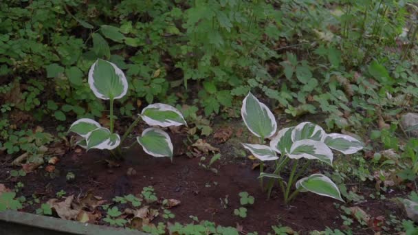 Dois pequenos arbustos Hosta são regados da lata de rega. A cor da folha é verde com uma borda branca. — Vídeo de Stock