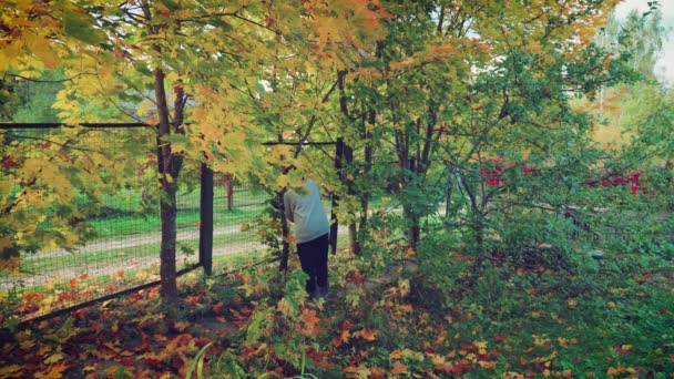 Outono, as folhas ficaram amarelo-douradas. A mulher encarregada de podar no seu jardim. — Vídeo de Stock