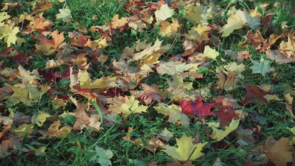 Gevallen herfstbladeren van verschillende kleuren en tinten op een achtergrond van groen gras. Panorama — Stockvideo