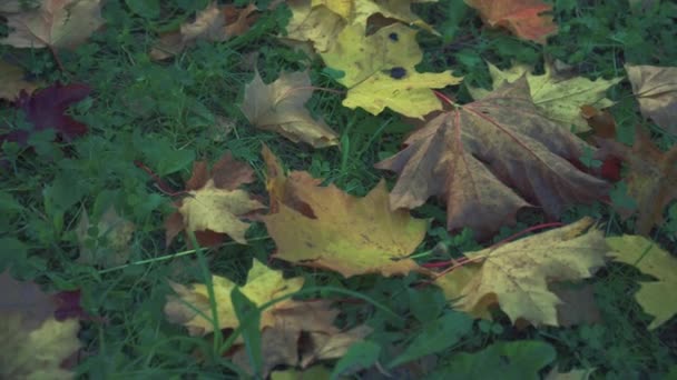 Groot: vergeelde gevallen bladeren. Dolly out: het hele gebied is gevuld met gebladerte, verschillende kleuren. De bladeren blijven één voor één vallen... — Stockvideo