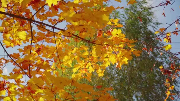 Ένα Κλαδί Σφενδάμου Χρυσά Φύλλα Στον Ήλιο Φόντο Ακόμα Πράσινης — Αρχείο Βίντεο