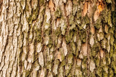 Ağaç, closeup kabuğu