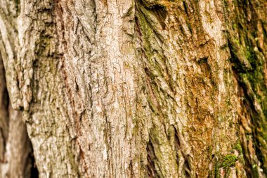 Ağaç, closeup kabuğu